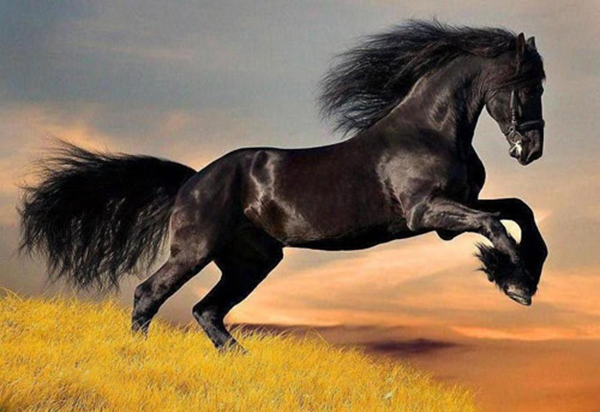 Những chú ngựa đẹp nổi tiếng trong lịch sử Trung Quốc | VTC Game ...